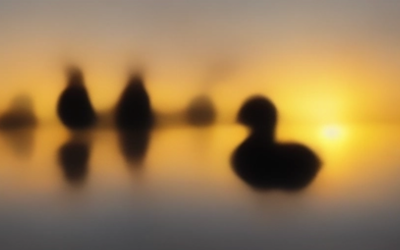 Getting My Ducks in a Row: Change Happens Moment by Moment